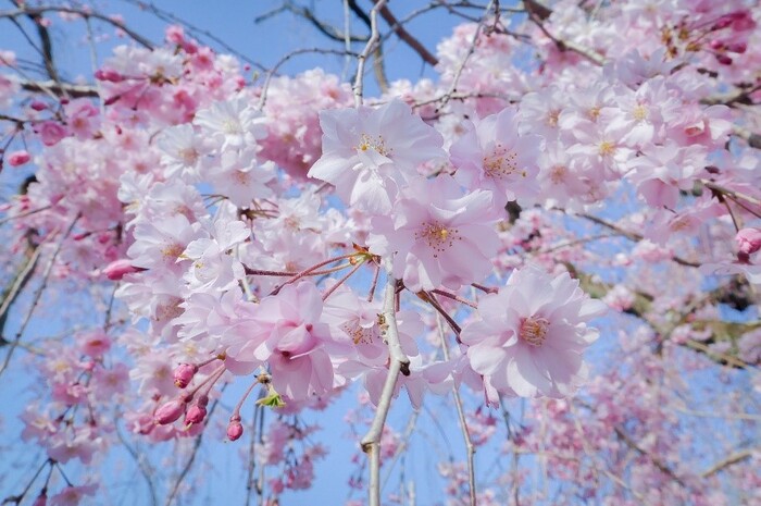 四月份春天櫻花盛開